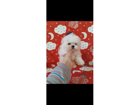 Kartopu gibi mini mini malteseler sizi bekliyor
