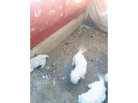 1 5 buçuk aylık yavrular