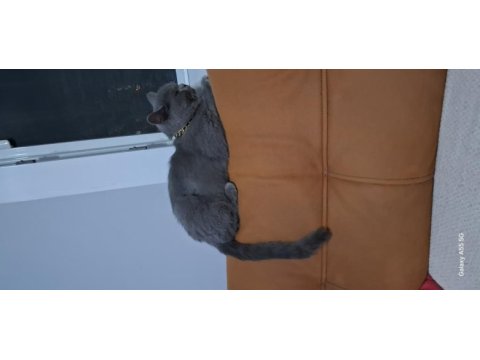 British shorthair chivas oğlum