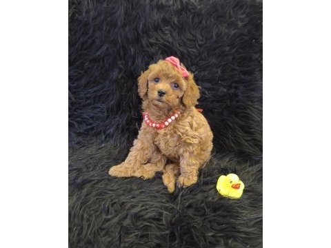 Sevimli prenses poodle