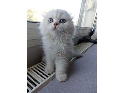Mükemmel sıfır kulak scottish fold longhair bebeğim