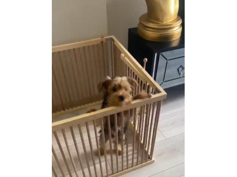 Aşılı ped eğitimli yorkshire terrier