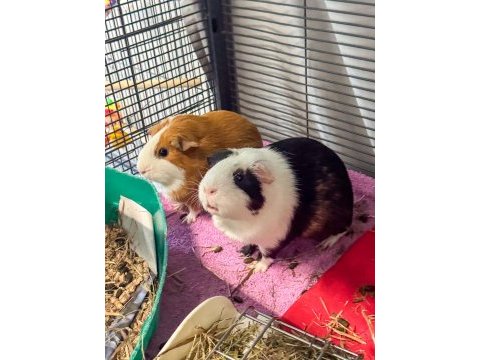 Yavru ginepig