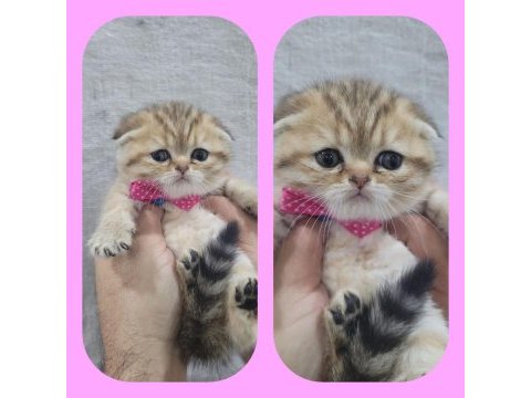 Irk garantili scottish fold yavrular bilgi özelden verilecek