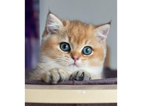 İnci tanemiz golden british shorthair