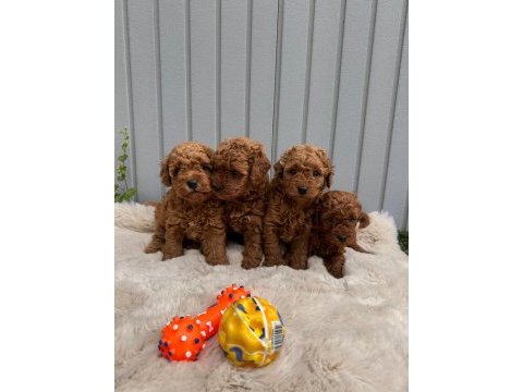Denizli merkez teslime hazır poodle yavrular 
