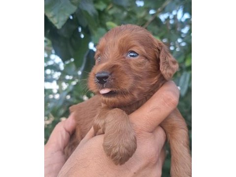 En tatli maltipoo bebekler burada