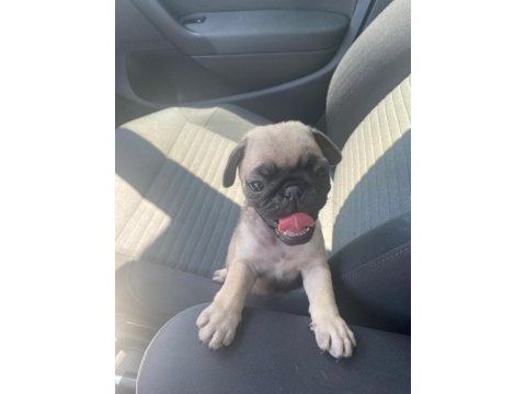 45 günlük sıfır burun gül kuyruk erkek pug