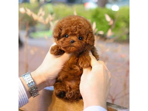 Güzeller güzeli show yapıdaki özel toy poodle meleklerim