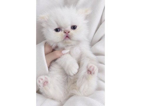 İran persian safkan bebeklerim