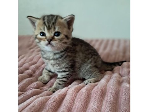 Son iki dişi yavru kedilerimiz