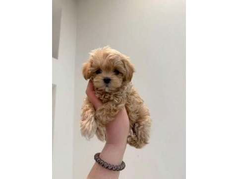 Maltipoo bebekler