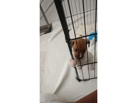 Dünyalar güzeli jack russell yavrumuza yuva arıyorum