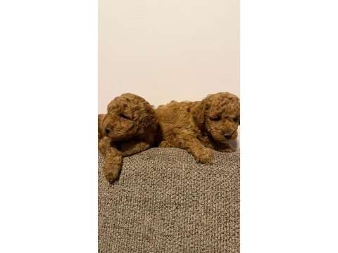 Sevgi dolu poodle yuvalarını arıyorlar