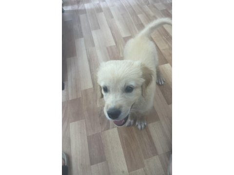Golden retriever 3 aylık erkek iç dış parazit karma oldu