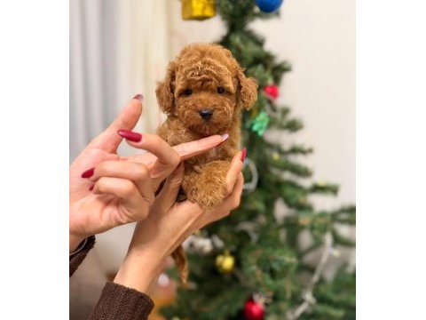 Toy poodle köpeği