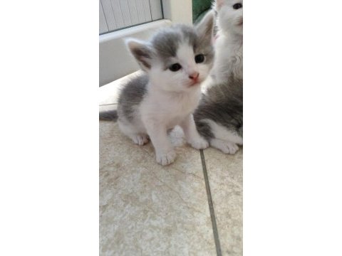Dişi 2 aylık british shorthair