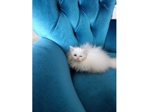 70 günlük british longhair