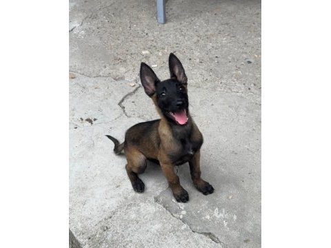 1 erkek 2 dişi belçika malinois