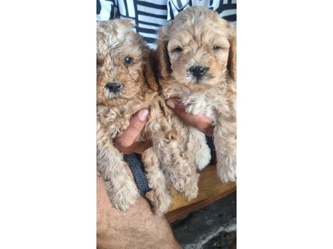 Maltipoo kalite yavrular ırk sağlık garantili