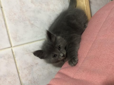 Russian blue yavru kedimiz