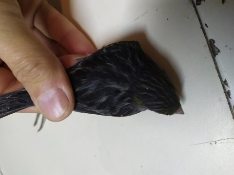Kara elmas siyah zeytin kanarya