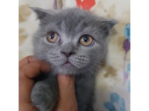 Safkan minnoş oğlumuz scottish fold
