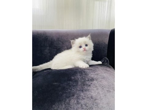 Ragdoll yavru kedilerimiz