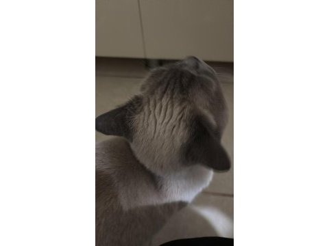 Ücretsiz sahiplendirilecek kedimiz