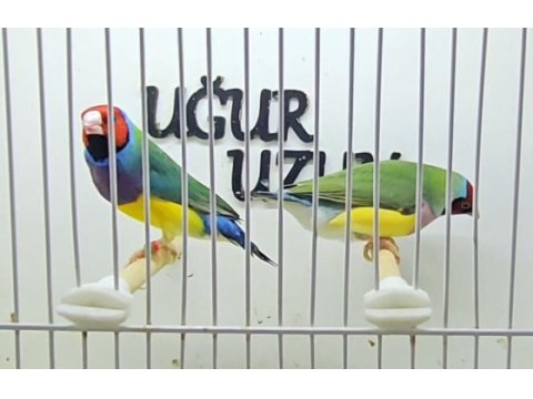 Gökkuşağı ispinozu (gouldian finch) mevcuttur