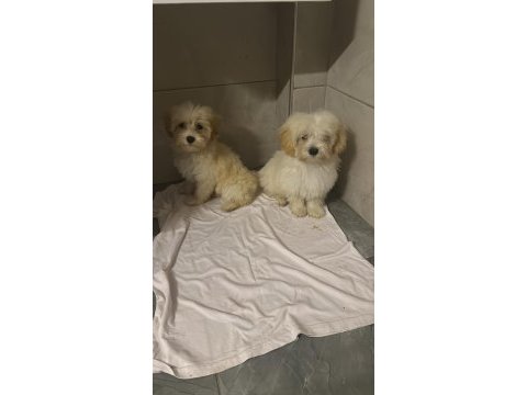 Yavru maltipoo