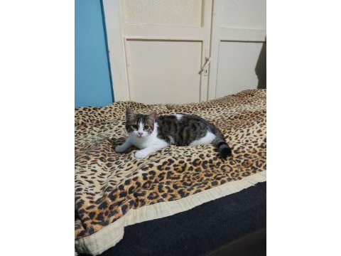 6 aylık dişi kedi wanda