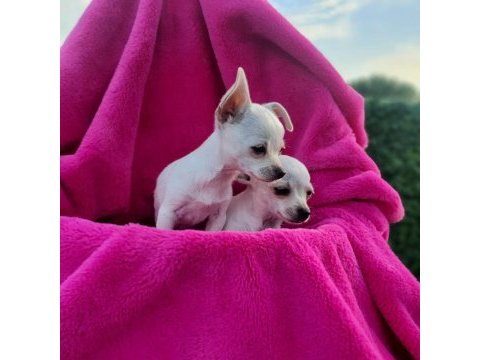 Chihuahua yavrumuz sizlerle