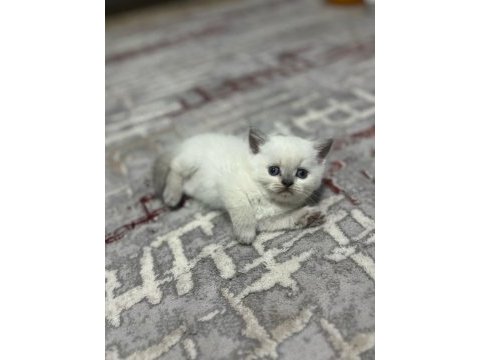 Oyuncu safkan sağlıklı british shorthair yavrular