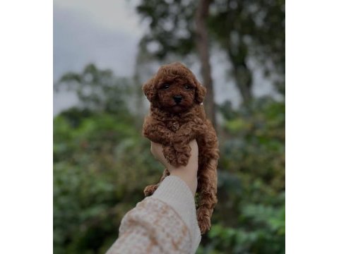 Aşılı orjinal ev üretimi poodle bina yaşantısına uyumlu