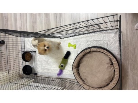 3.5 aylık ayı surat pomeranian boo