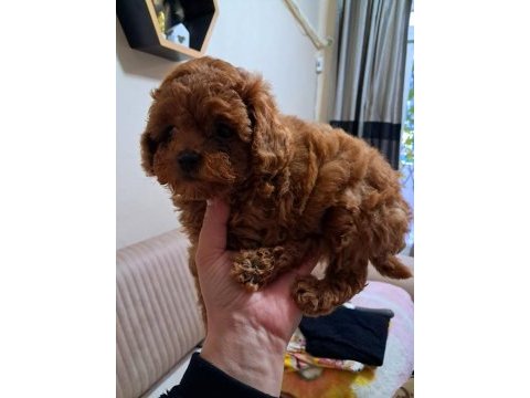 Toy kore ve teacup olmak uzere kıvır kıvır boy boy köpekler