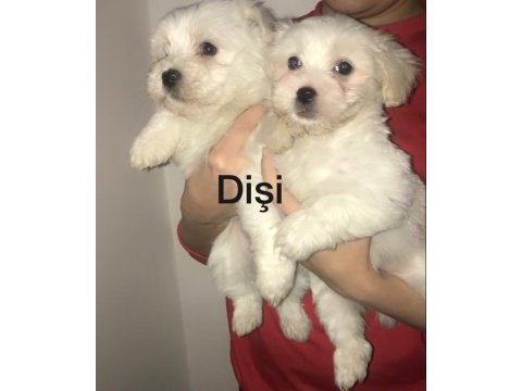 Maltese terrier bebekler 45 günlük
