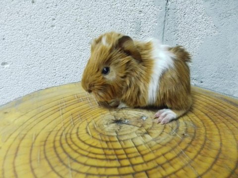 Ginepig rengarenk yavrularımız