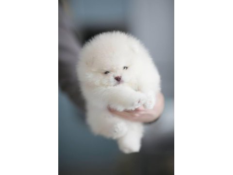 Pomeranian boo teddy face