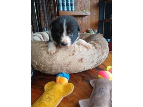 Mükemmel kalitede border collie bebekler için acele edin