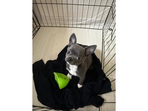 Lilac gri renk erkek chihuahua