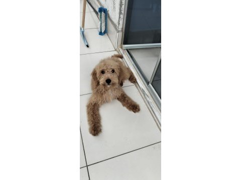 Köpeğimizi sahiplendirme