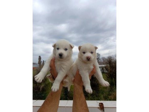 Husky (sibirya kurdu) yavrularımız