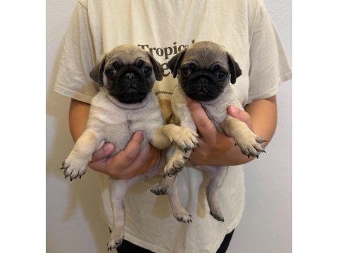 Erkek 3 pug yavrumuz
