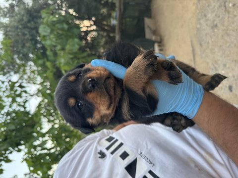 Üst düzey koca kafa rottweiler yavruları