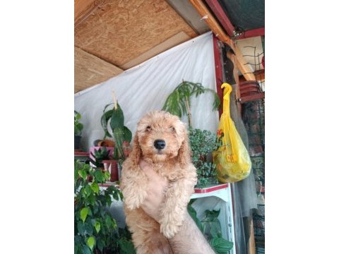 Poodle yavrumuz yeni yuvasını arıyor