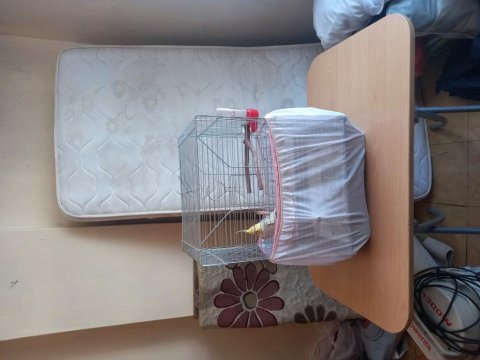 Konuşan eğitimli sultan papağanı
