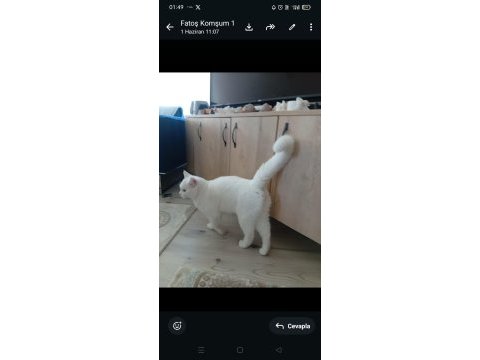 Ücretsiz sahiplendirilecek british shorthair