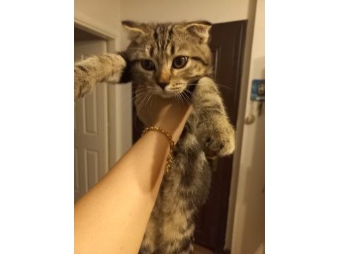 Safkan scottish fold yavrumuzu sahiplendiriyoruz